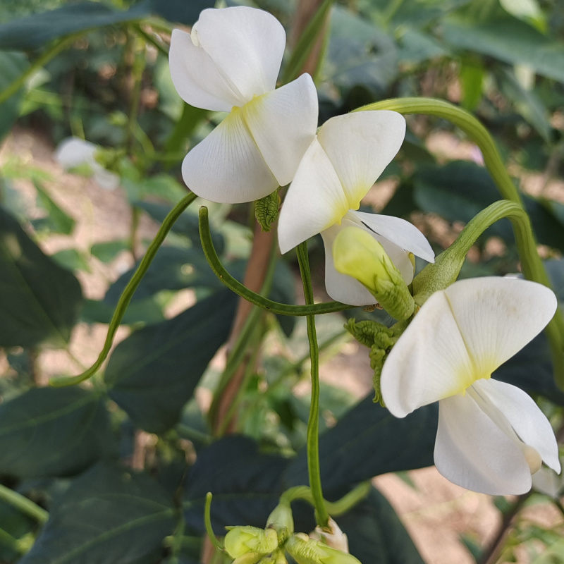 百花齐放早中熟白籽白花长豆角种子嫩绿条双荚率高不鼓籽无鼠