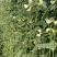 百花齐放早中熟白籽白花长豆角种子嫩绿条双荚率高不鼓籽无鼠