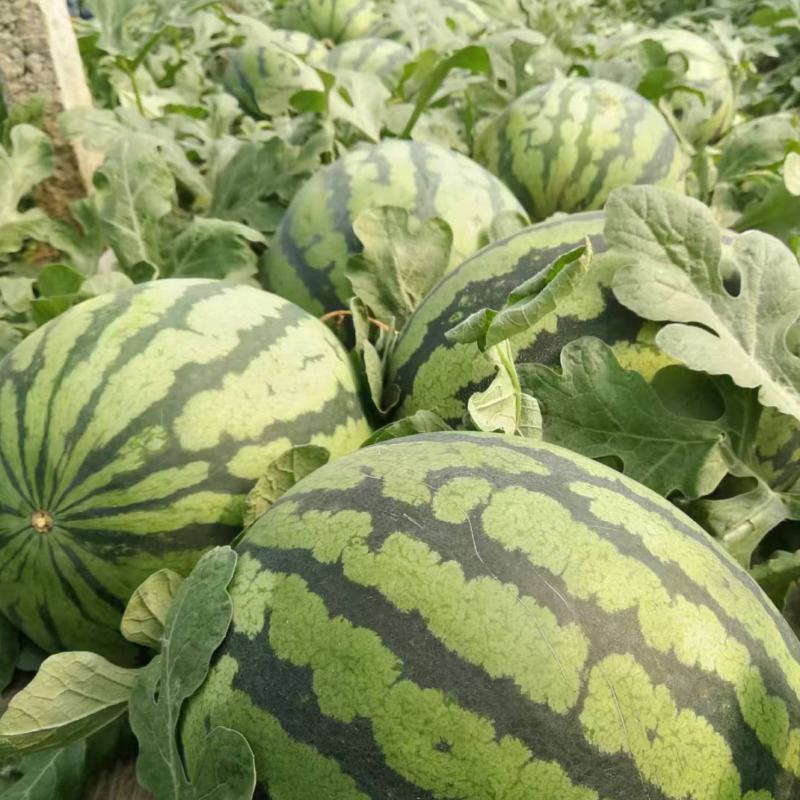 金牌甜王西瓜种子甜王0号高品质瓜种早熟含糖14大红瓤