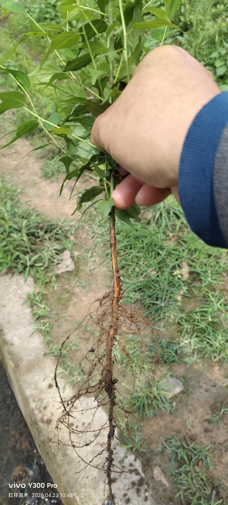 酸梅苗青梅苗酸梅实生苗青梅实生苗