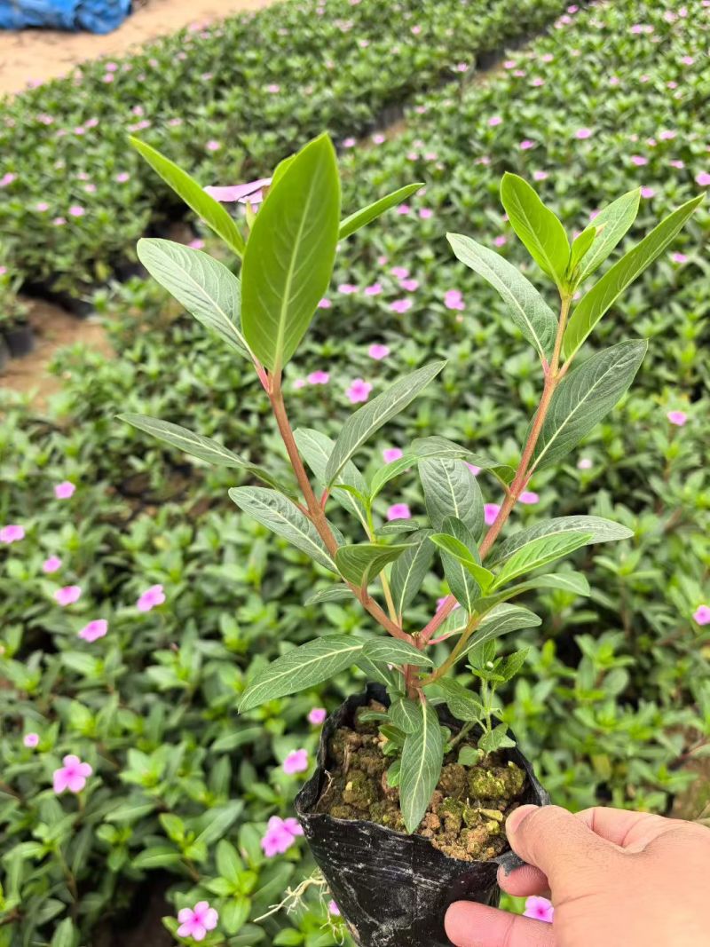 长春花🌸七斤袋，产地直销，