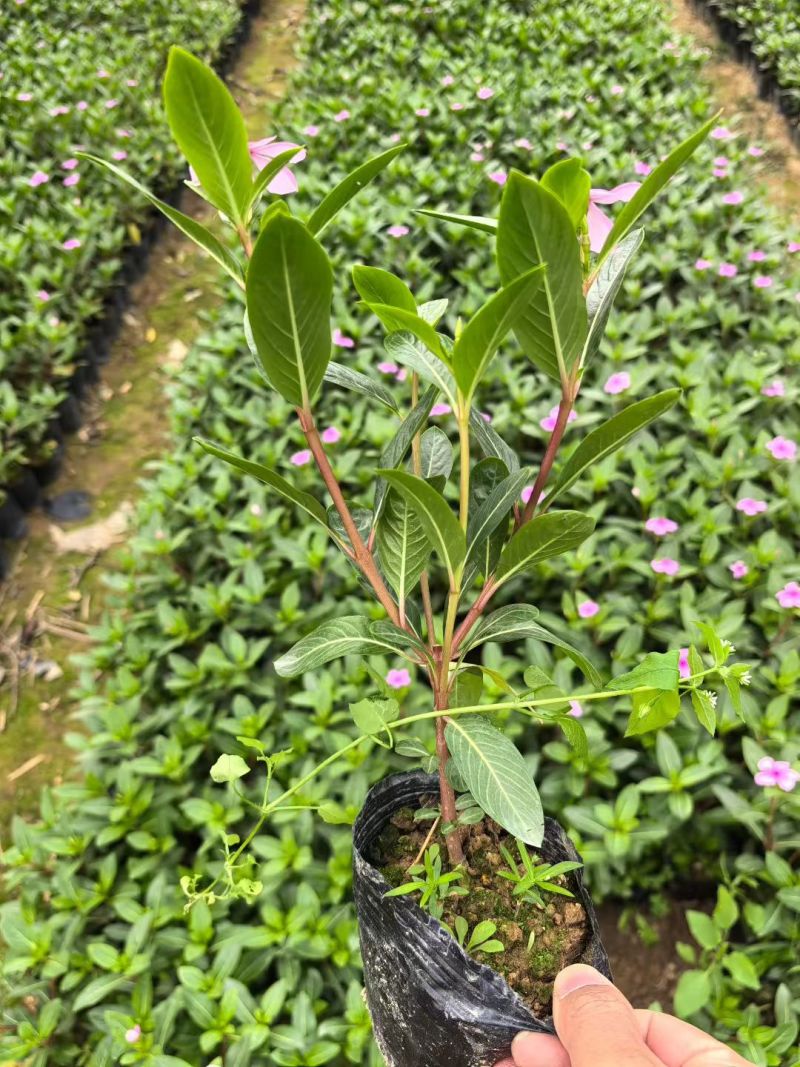长春花🌸七斤袋，产地直销，