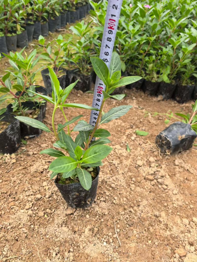 长春花🌸七斤袋，产地直销，