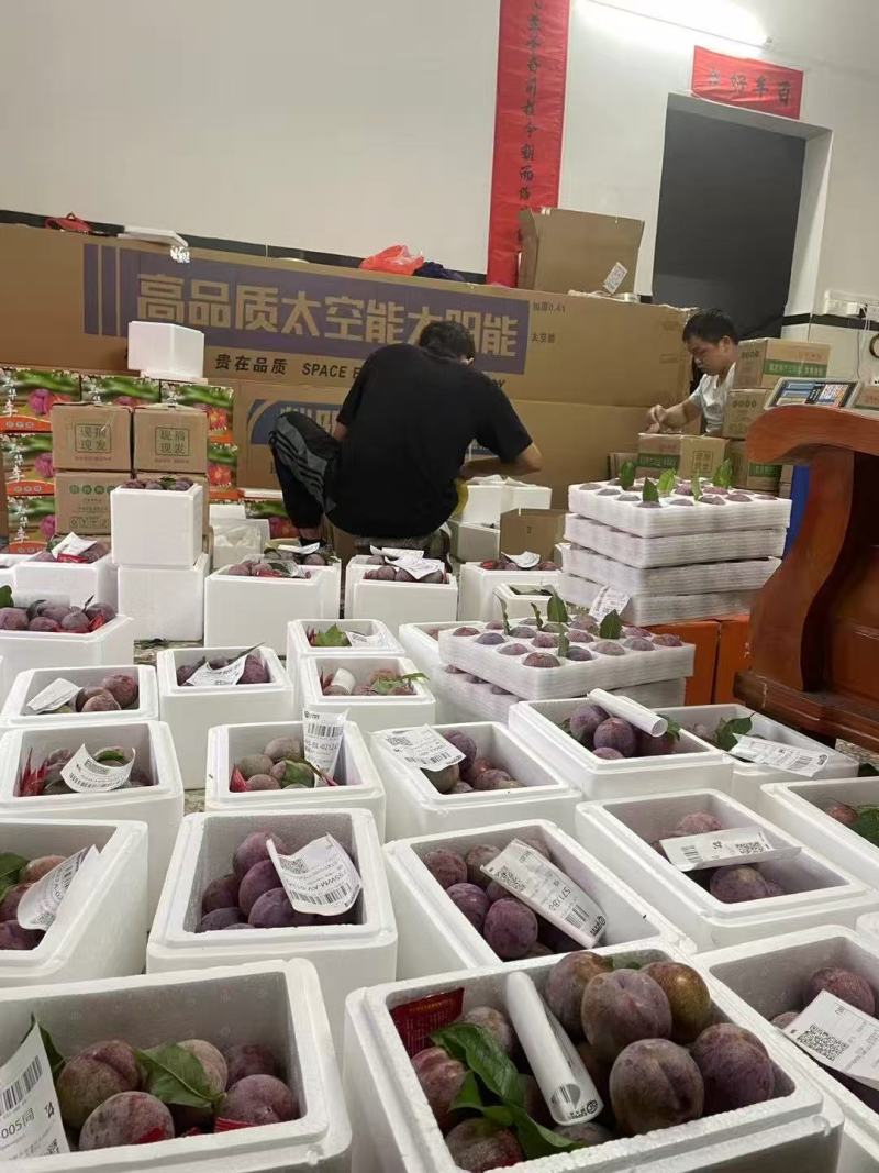 三华李三月李红心脆甜钱排电商一件代发产地直发