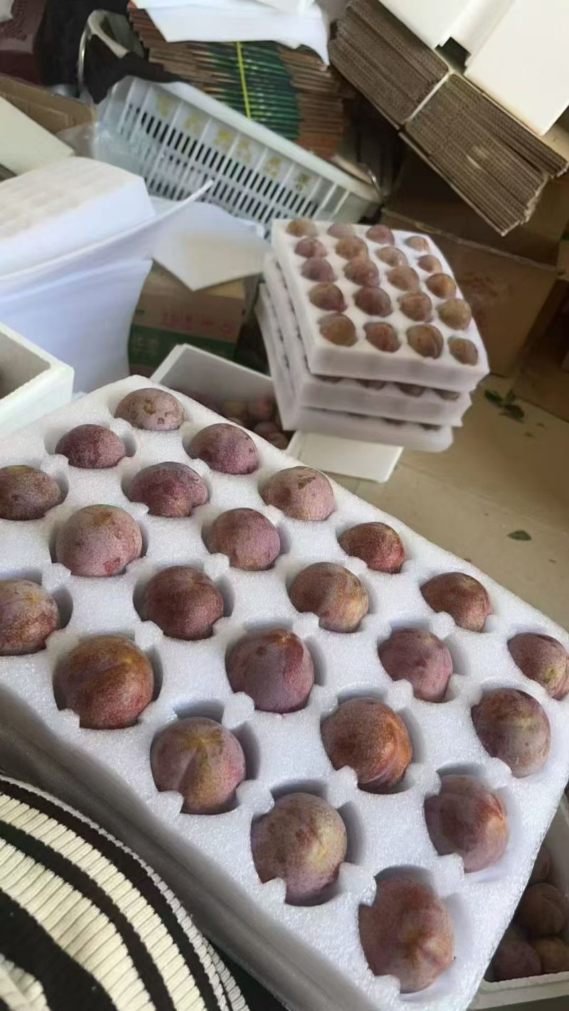 三华李三月李红心脆甜钱排电商一件代发产地直发