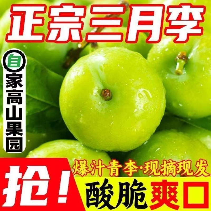李子三月李青脆李脱骨李酸脆李电商一件代发