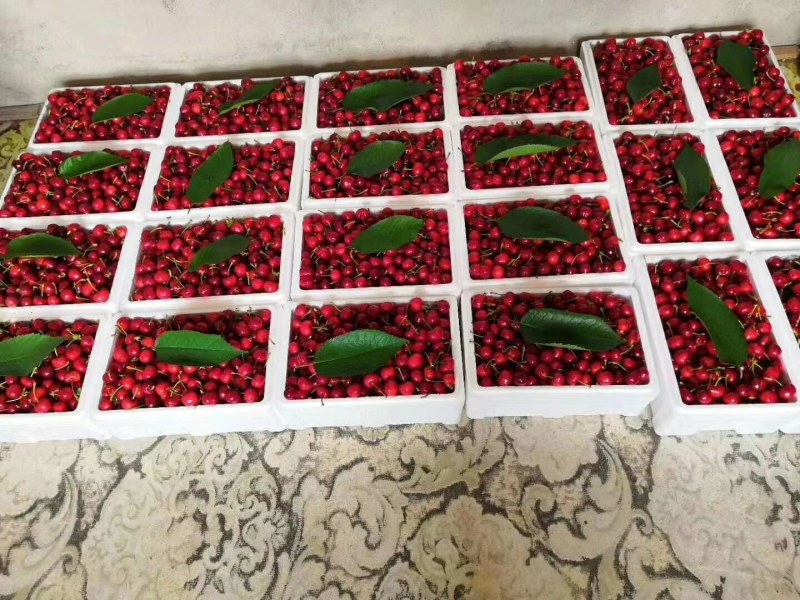 预售大连复州湾陆地大樱桃