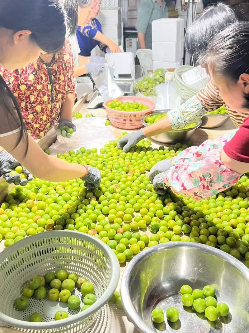 【电商代发】当季三月李脱骨李青脆李李子一件代发