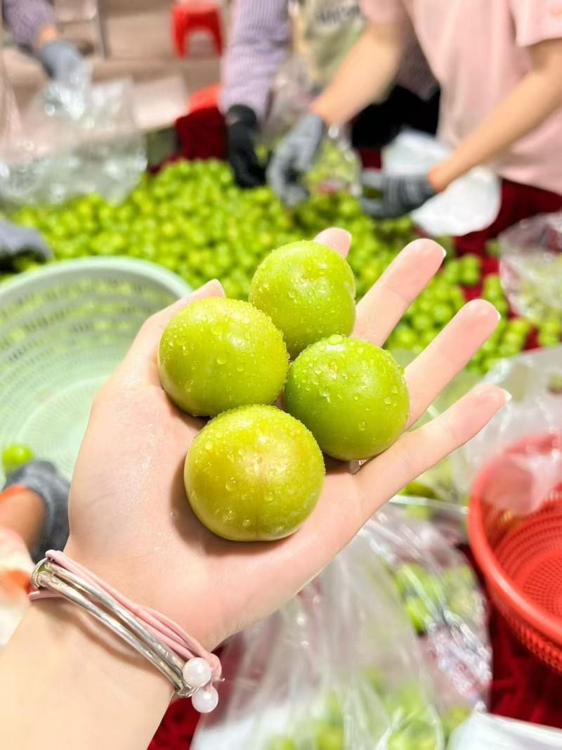 【电商代发】当季三月李脱骨李青脆李李子一件代发