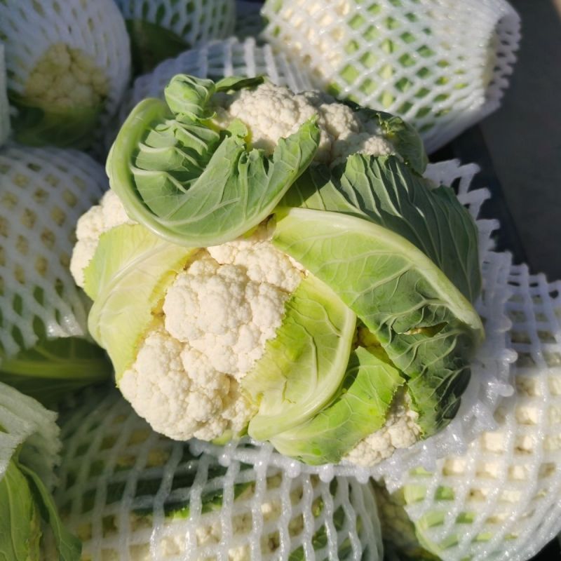 新良65天松花菜种子青梗白色有机花椰菜高产耐寒耐湿易种