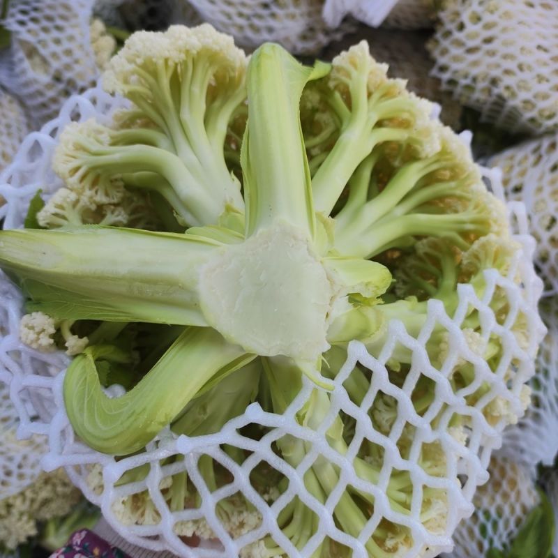 新良65天松花菜种子青梗白色有机花椰菜高产耐寒耐湿易种