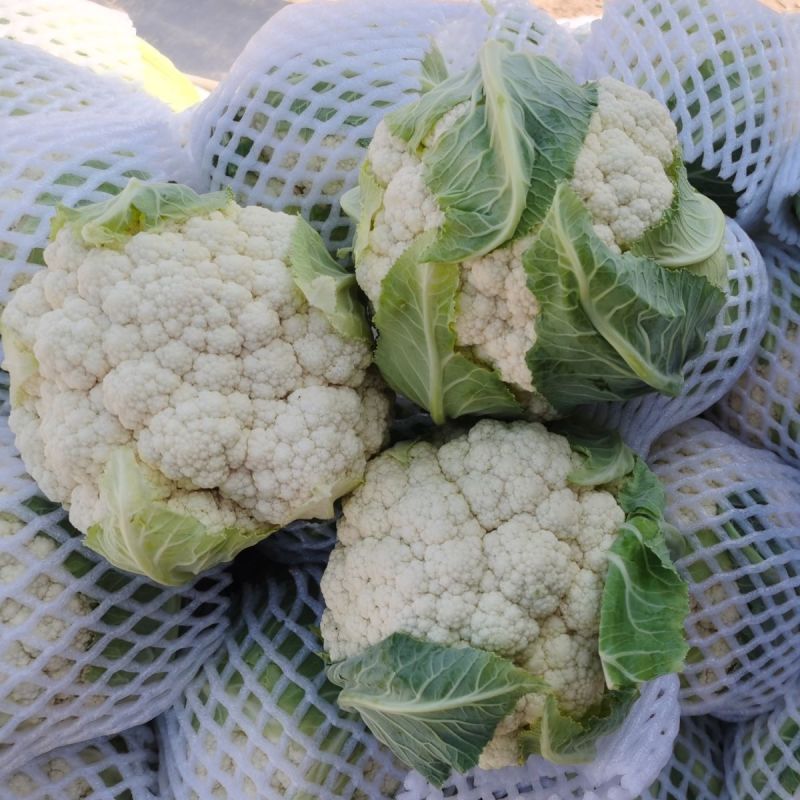 新良65天松花菜种子青梗白色有机花椰菜高产耐寒耐湿易种
