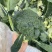 彩铃西兰花种子高产抗病耐寒耐热耐抽苔绿花菜籽农家春秋季播