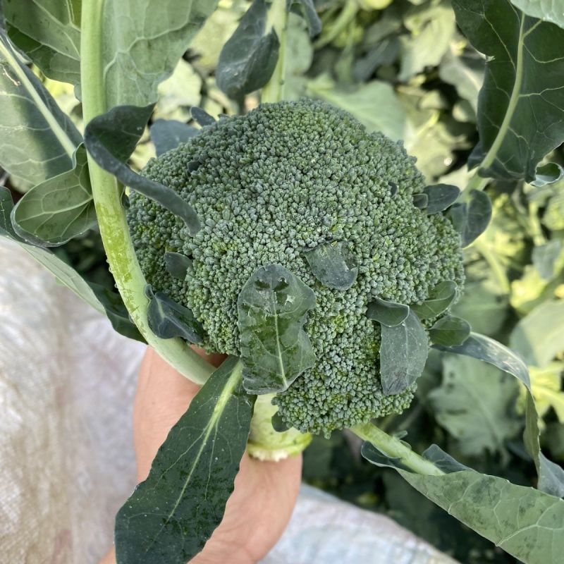 彩铃西兰花种子高产抗病耐寒耐热耐抽苔绿花菜籽农家春秋季播