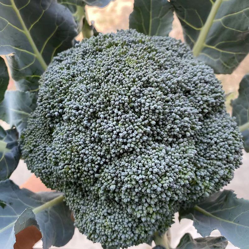 彩铃西兰花种子高产抗病耐寒耐热耐抽苔绿花菜籽农家春秋季播