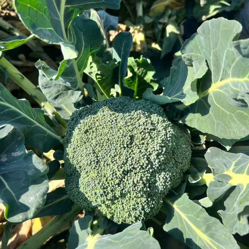 彩铃西兰花种子高产抗病耐寒耐热耐抽苔绿花菜籽农家春秋季播