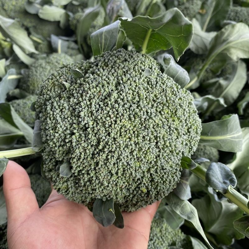 彩铃西兰花种子高产抗病耐寒耐热耐抽苔绿花菜籽农家春秋季播