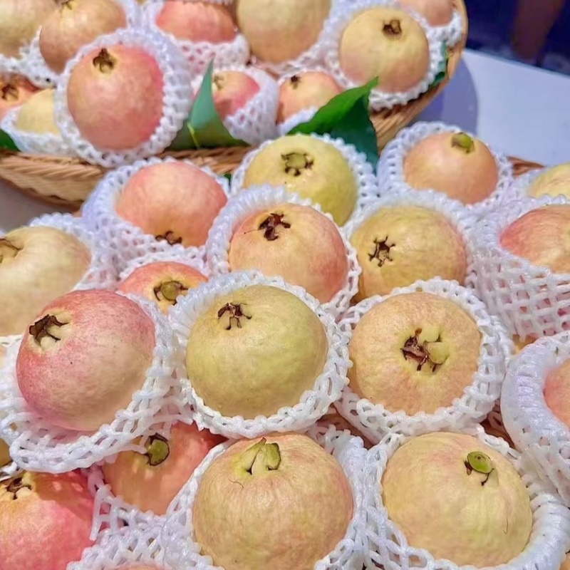 广东胭脂红芭乐