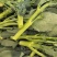 吉祥西兰苔种子正品杂交一代1000粒甜杆西兰苔青菜花芥蓝