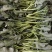 吉祥西兰苔种子正品杂交一代1000粒甜杆西兰苔青菜花芥蓝
