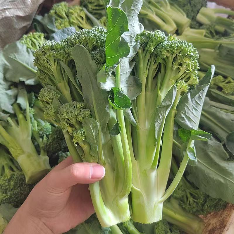 吉祥西兰苔种子正品杂交一代1000粒甜杆西兰苔青菜花芥蓝