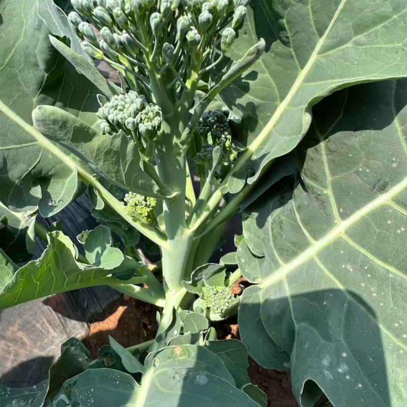 吉祥西兰苔种子正品杂交一代1000粒甜杆西兰苔青菜花芥蓝