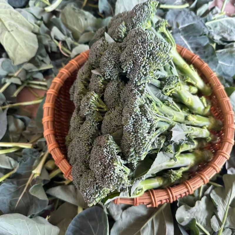 吉祥西兰苔种子正品杂交一代1000粒甜杆西兰苔青菜花芥蓝