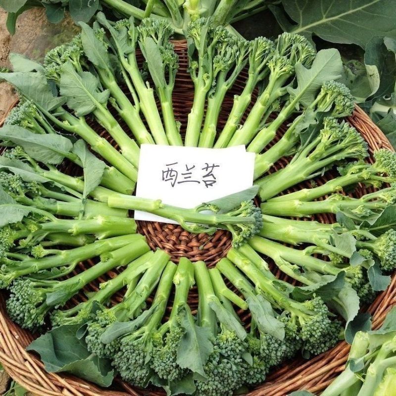 吉祥西兰苔种子正品杂交一代1000粒甜杆西兰苔青菜花芥蓝