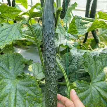 永荣热玉黄瓜种子瓜条深绿油亮顺直高产黄瓜种籽短把密刺果肉
