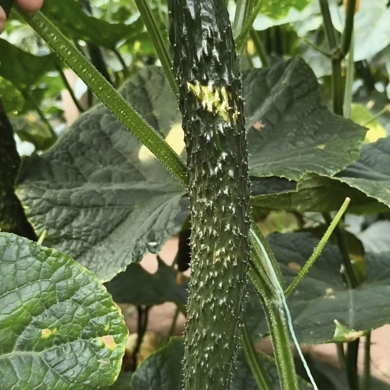 永荣热玉黄瓜种子瓜条深绿油亮顺直高产黄瓜种籽短把密刺果肉