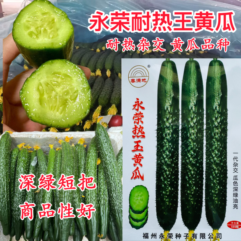 永荣热玉黄瓜种子瓜条深绿油亮顺直高产黄瓜种籽短把密刺果肉