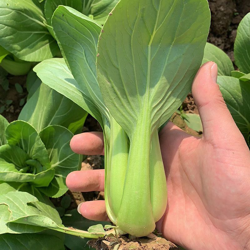 大叶668青梗菜种子植株直立叶柄绿耐热耐湿生长速度快青梗
