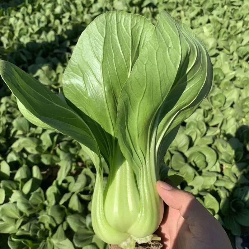 大叶668青梗菜种子植株直立叶柄绿耐热耐湿生长速度快青梗