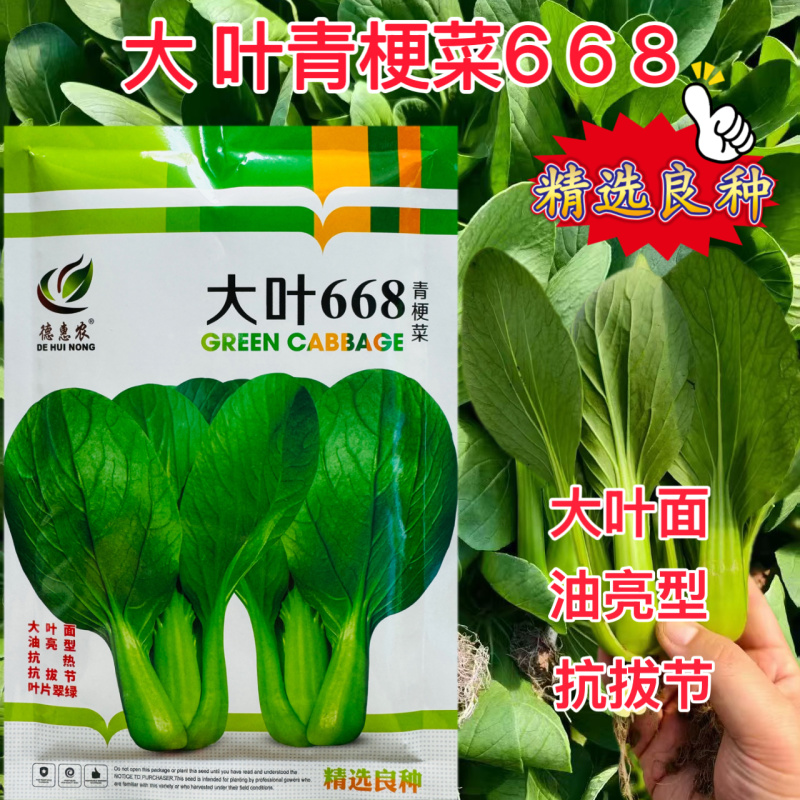 大叶668青梗菜种子植株直立叶柄绿耐热耐湿生长速度快青梗