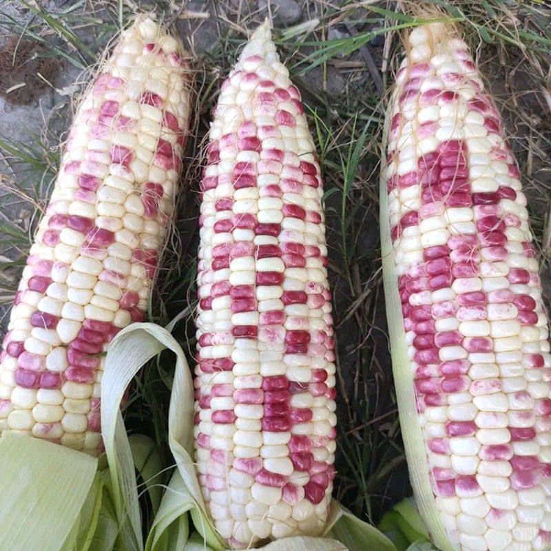 珍彩糯1号玉米种子鲜食水果杂交玉米种色泽红亮甜糯鲜香果穗