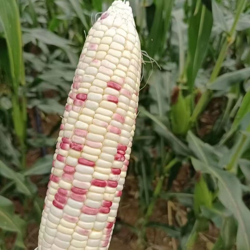 珍彩糯1号玉米种子鲜食水果杂交玉米种色泽红亮甜糯鲜香果穗