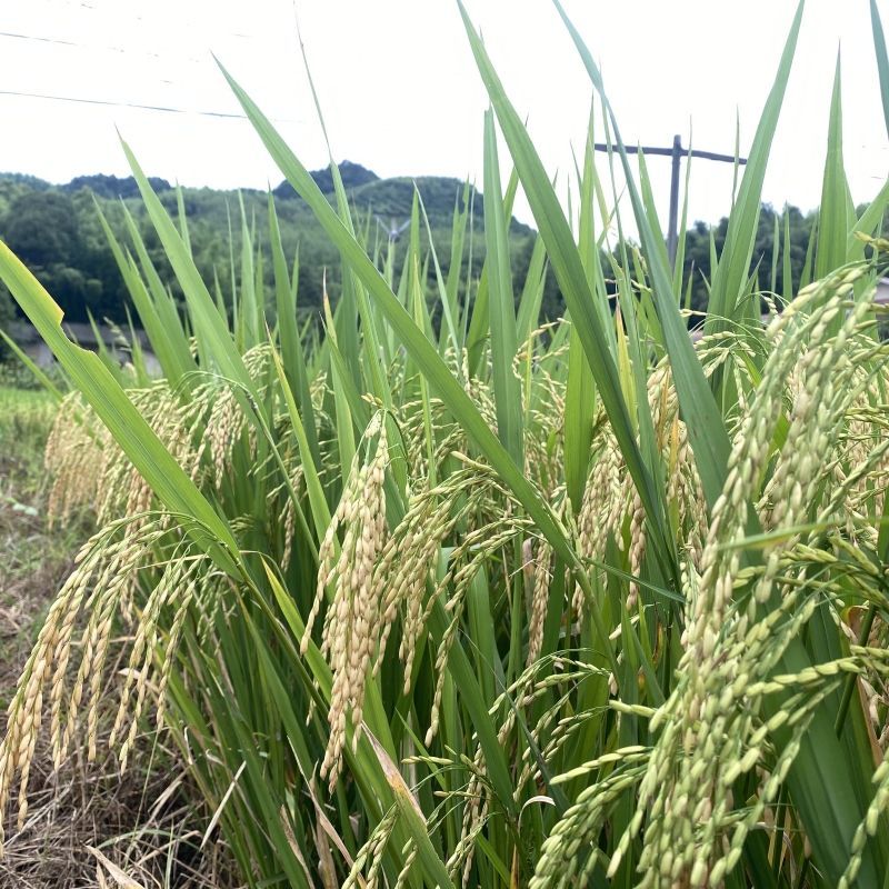 荃优535杂交水稻种子高产抗病耐热国审优质长粒香米稻谷种