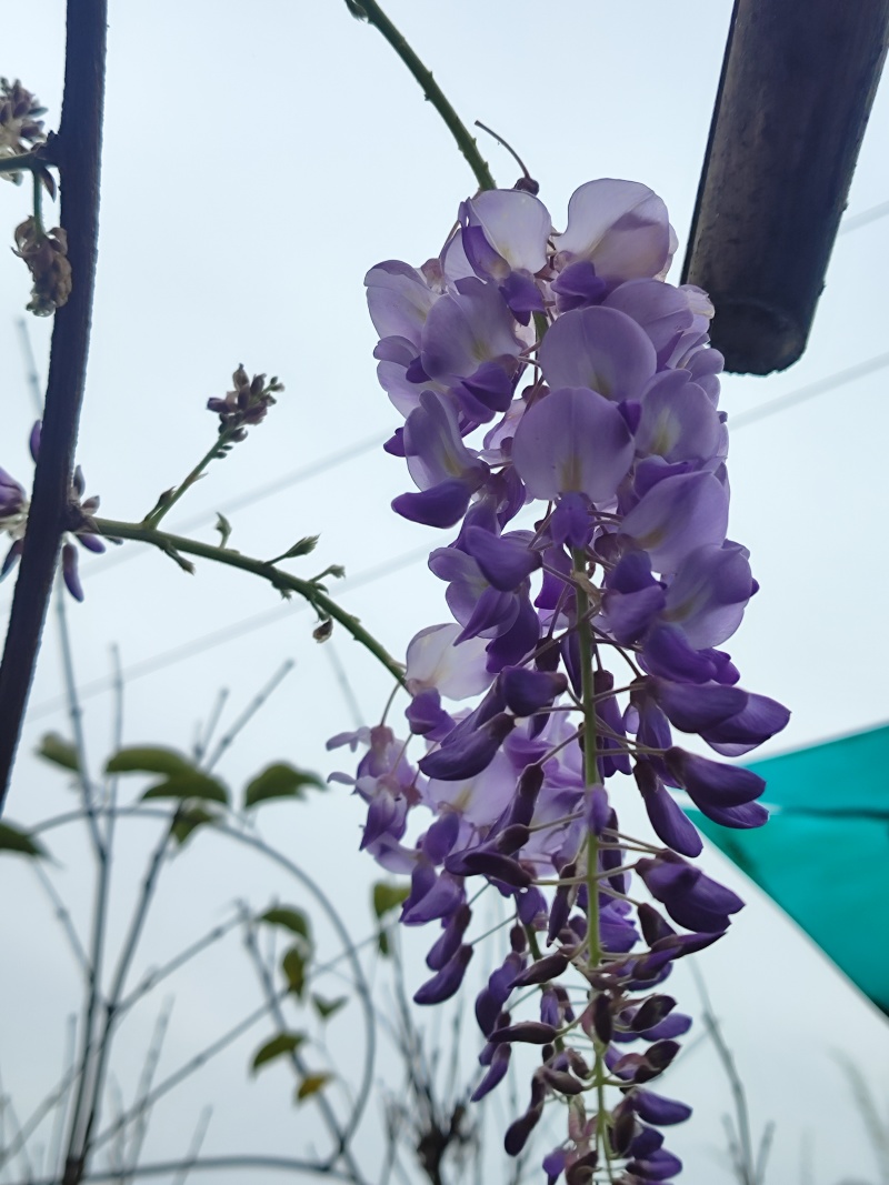 紫藤花苗《这是一个**的紫藤花品种，四季紫藤花》