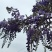 紫藤花苗《这是一个**的紫藤花品种，四季紫藤花》