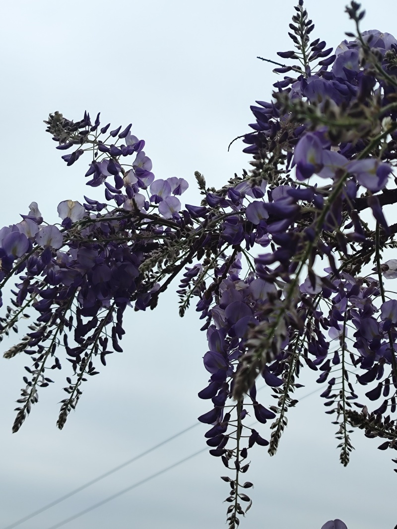 紫藤花苗《这是一个**的紫藤花品种，四季紫藤花》