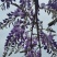 紫藤花苗《这是一个**的紫藤花品种，四季紫藤花》
