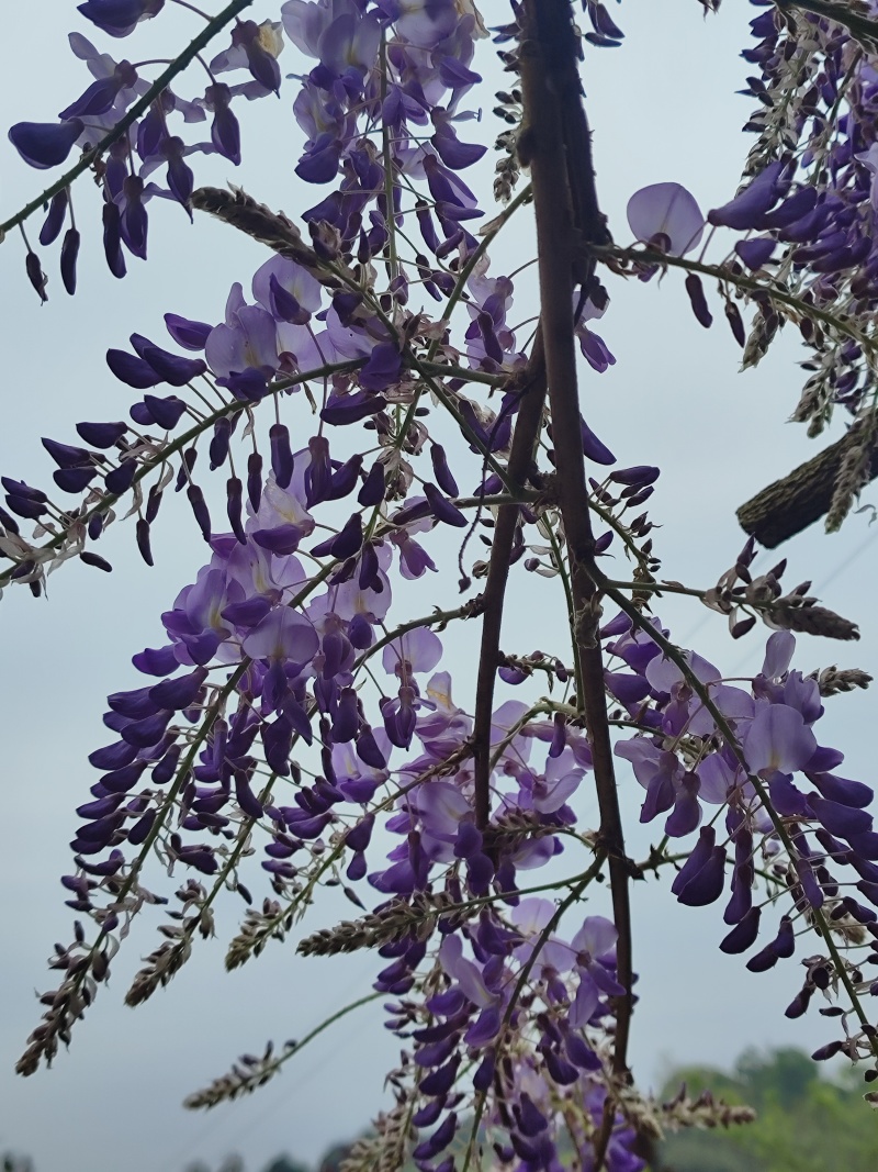 紫藤花苗《这是一个**的紫藤花品种，四季紫藤花》
