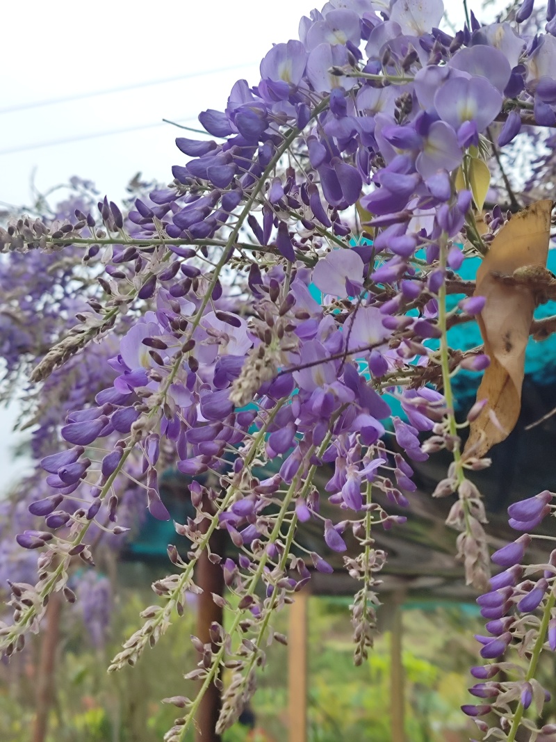 紫藤花苗《这是一个**的紫藤花品种，四季紫藤花》