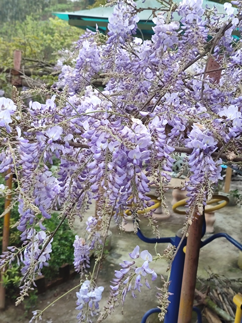 紫藤花苗《这是一个**的紫藤花品种，四季紫藤花》