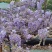 紫藤花苗《这是一个**的紫藤花品种，四季紫藤花》