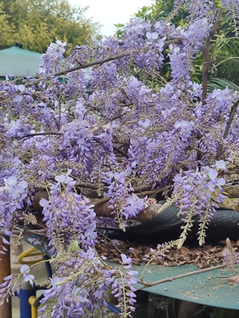 紫藤花苗《这是一个**的紫藤花品种，四季紫藤花》