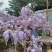 紫藤花苗《这是一个**的紫藤花品种，四季紫藤花》