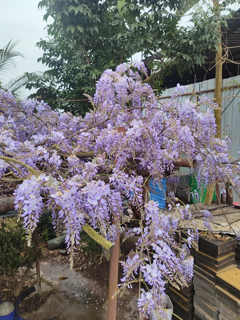 紫藤花苗《这是一个**的紫藤花品种，四季紫藤花》