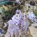 紫藤花苗《这是一个**的紫藤花品种，四季紫藤花》