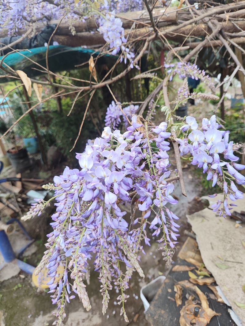 紫藤花苗《这是一个**的紫藤花品种，四季紫藤花》